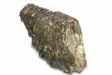 Woolly Mammoth Lower M Molar - North Sea Deposits #298470-3